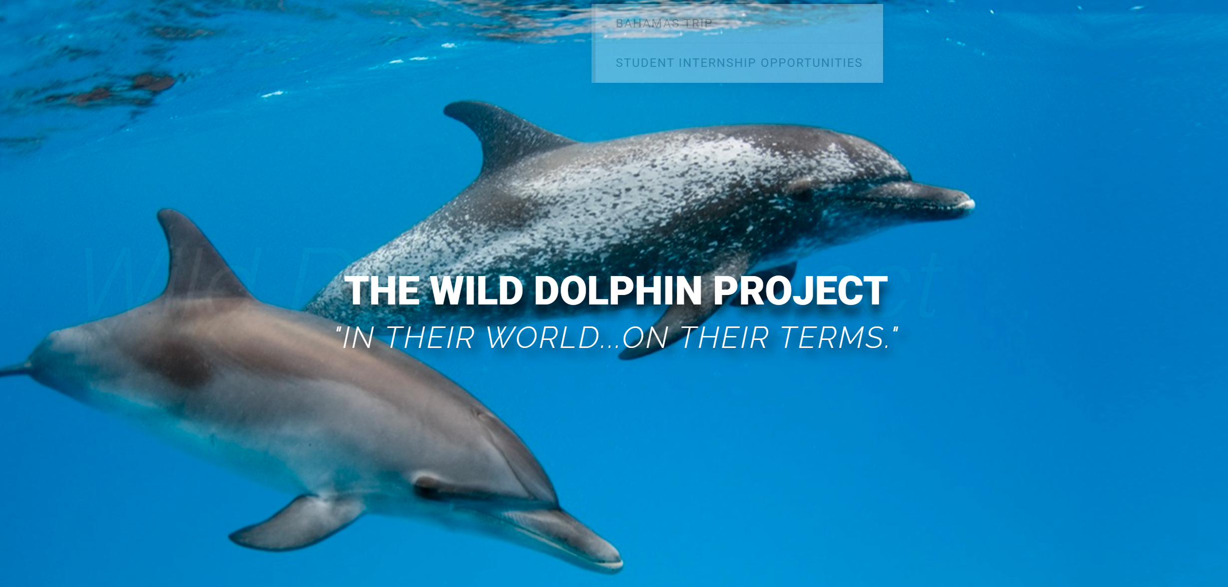 Dolphin